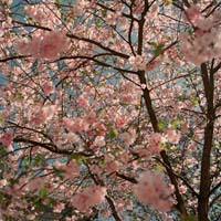 gal/Untitled (Project)/_thb_018.jpg